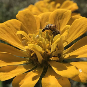 Meet your Posher, Anabel